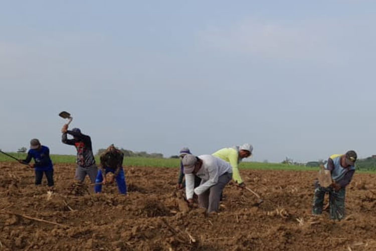 Majalengka Percepat Swasembada Gula Nasional Lewat Program Bongkar Ratoon Tebu