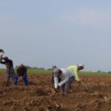 Dukung Swasembada Gula Nasional, Pemkab Majalengka Geber Program Bongkar Ratoon Tebu
