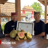 Durian Merah Banyuwangi Ditetapkan Sebagai Indikasi Geografis Pertama di Indonesia