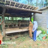 SMPN 2 Kebonagung Pacitan Ajarkan Siswa Berdaya Lewat Program Kambing Indukan