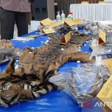 Pelaku Perdagangan Kulit Harimau Sumatra di Aceh Segara Disidang, Modus Mulai dari Pasang Jerat Babi