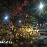 Catatan Bencana Bondowoso: Longsor dan Angin Kencang Melanda