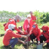 PDI Perjuangan Kabupaten Malang Suarakan Peduli Lingkungan Lewat Aksi Tanam Pohon
