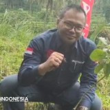 Kader PDIP Bondowoso Tanam Bibit Pohon Produktif di Titik Rawan Bencana