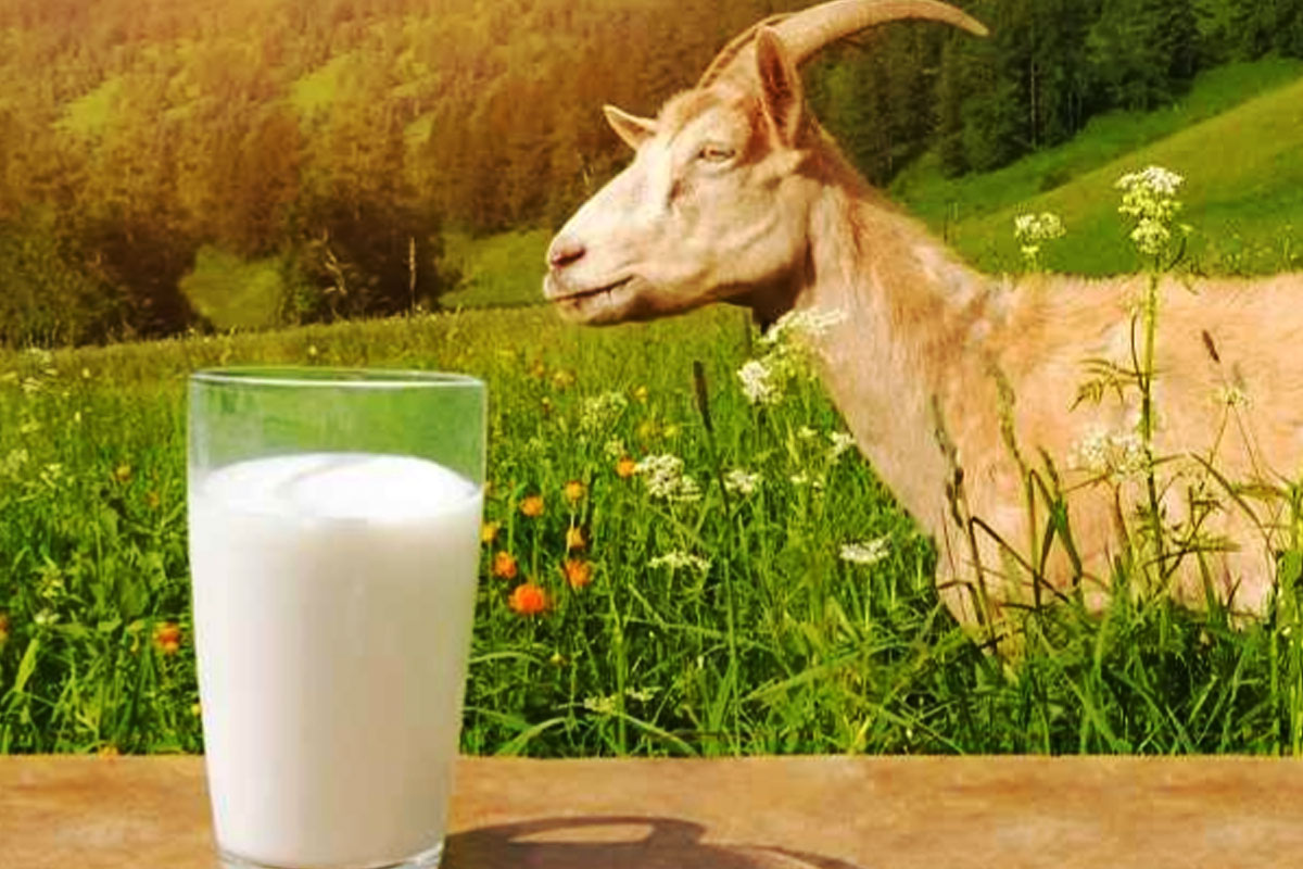 Susu Kambing, Energi Alami Penopang Aktivitas Harian dan Puasa Ramadan