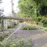 Angin Kencang Terjang Kota Malang, Pohon Tumbang di 4 Titik Hingga Memakan Korban