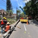 Pohon Tumbang Sebabkan Listrik Padam di  Kota Malang, 1.100 Pelanggan Terdampak Hingga 7 Jam Kedepan