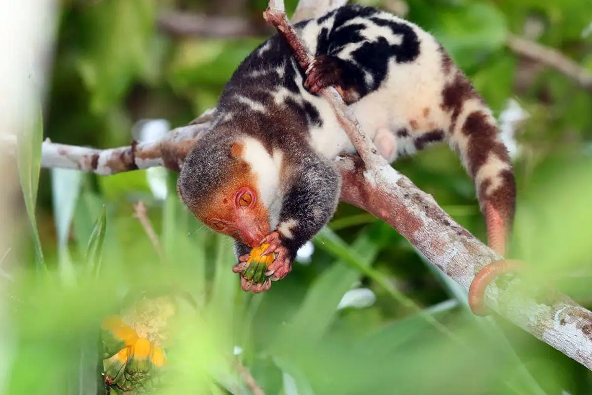 Kenalan dengan Kus-kus Wai Geo Satwa Ikonik Papua