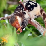 Kenalan dengan Kus-kus Wai Geo Satwa Ikonik Papua