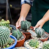 Tips Merawat Kaktus, Tanaman Berduri yang Tahan Banting