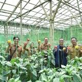 Sentra Produksi Paprika Terbesar di Jawa Timur Ternyata Ada di Pasuruan Lho