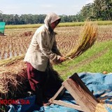 Warga Kurang Mampu di Kabupaten Malang Mulai Tinggalkan Sektor Pertanian
