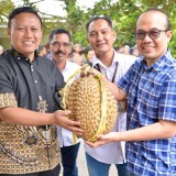 Bank UMKM Jatim Dorong Durian Lokal Blitar Tembus Pasar Regional