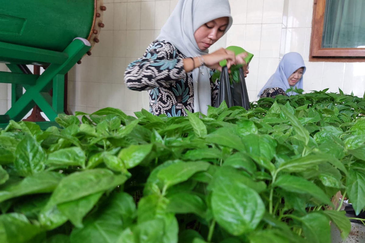 Tanam Cabai Berbasis Masjid, Ikhtiar Jemaah di Cilacap Hadapi Inflasi Pangan