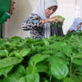 Tanam Cabai Berbasis Masjid, Ikhtiar Jemaah di Cilacap Hadapi Inflasi Pangan