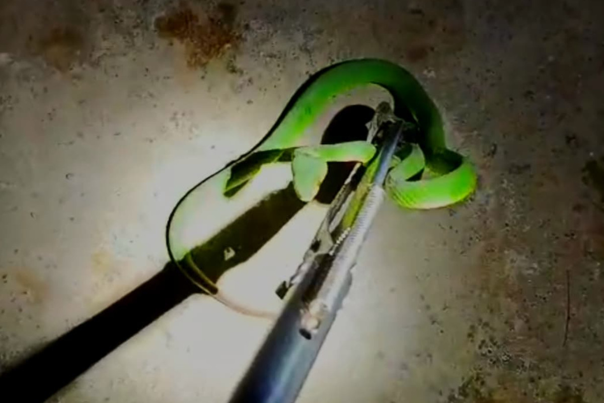 Ular Hijau Ekor Merah Masuk Motor, Warga Banyuwangi Minta Tolong Damkar