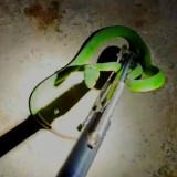 Ular Hijau Ekor Merah Masuk Motor, Warga Banyuwangi Minta Tolong Damkar