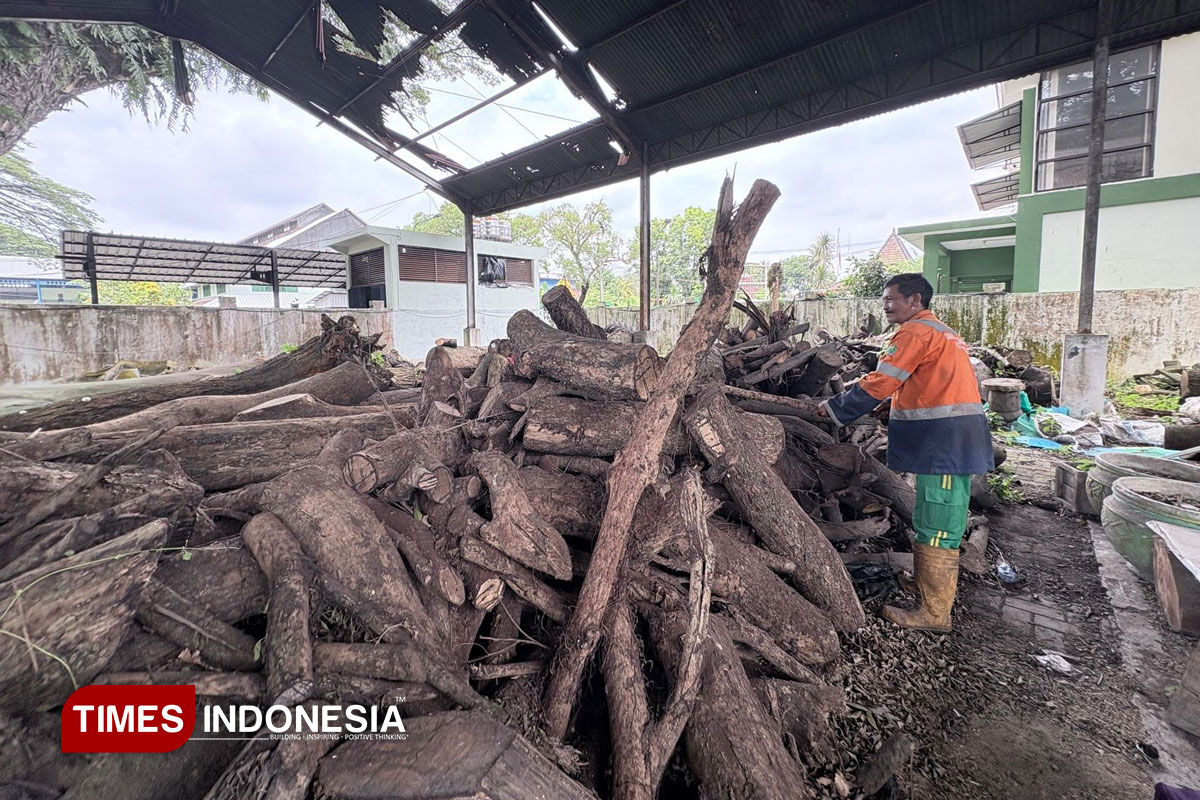 Seluruh Pohon di Suhat Kota Malang Hasil Tebangan Proyek Drainase Segera Dilelang