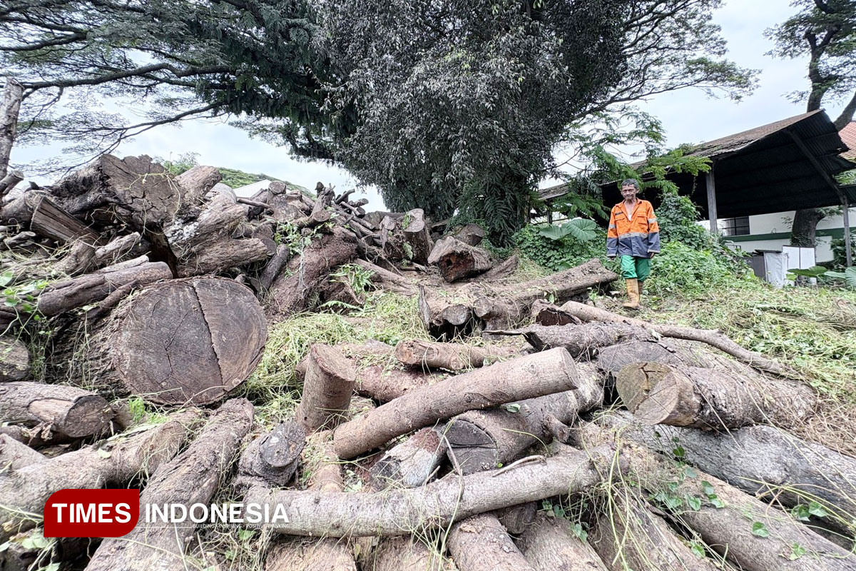 3.750 Pohon Hasil Penebangan Bakal Dilelang Pemkot Malang