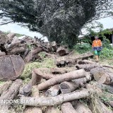 3.750 Pohon Hasil Penebangan Bakal Dilelang Pemkot Malang
