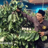 Mengenal Kopi Wulung Milik Edi Riyanto, Owner Waroeng Teng Teng