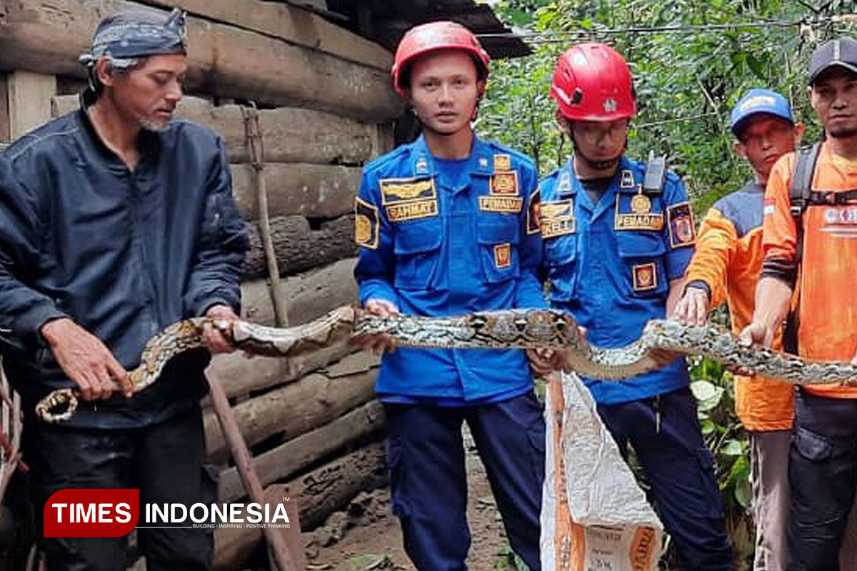 Berniat Cari Pakan Ternak, Warga Pemalang Dihadang Ular Sanca Kembang