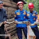 Berniat Cari Pakan Ternak, Warga Pemalang Dihadang Ular Sanca Kembang