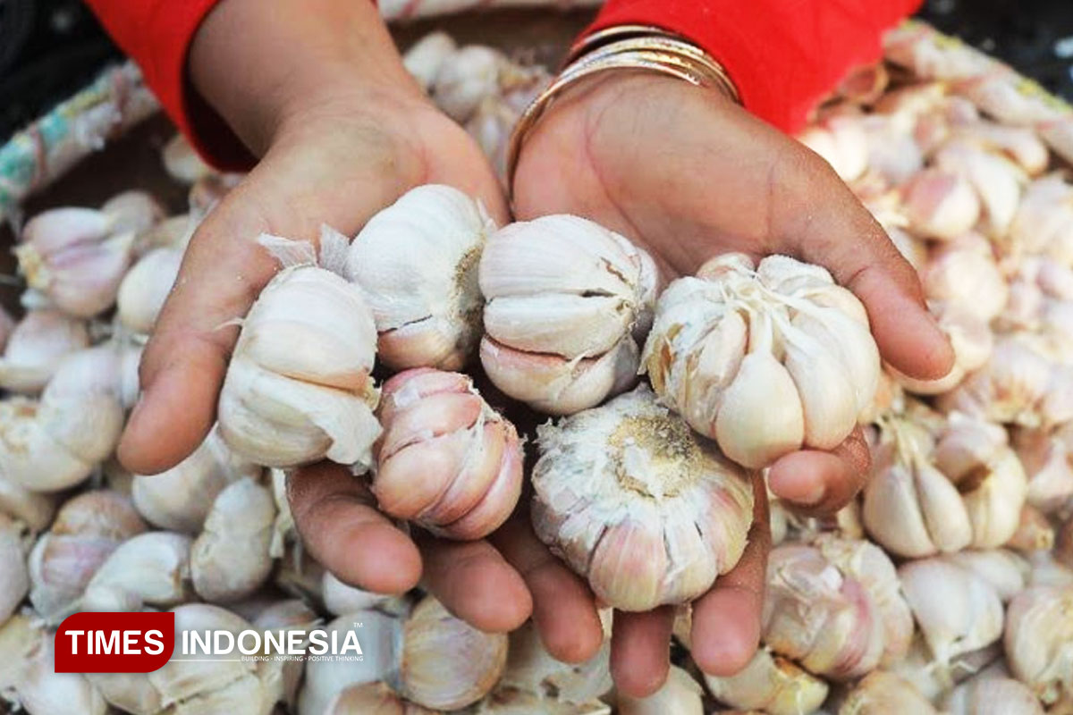 Swasembada Bawang Putih 2029: Kesejahteraan Petani Jadi Kunci Keberlanjutan