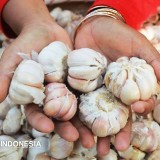 Swasembada Bawang Putih 2029: Kesejahteraan Petani Jadi Kunci Keberlanjutan