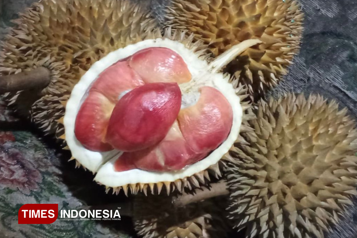 Banyuwangi Angkat Durian Merah Jadi Kebangaan Bumi Blambangan
