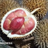 Banyuwangi Angkat Durian Merah Jadi Kebangaan Bumi Blambangan