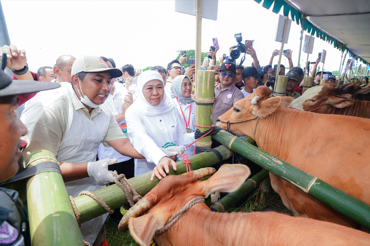Kendalikan PMK, Gubernur Khofifah Distribusikan 453 Ribu Dosis Vaksin Tahap I ke Seluruh Jatim