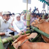Gubernur Khofifah Distribusikan 453 Ribu Dosis Vaksin PMK Tahap I ke Seluruh Jatim