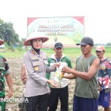 Momen Kapolres Majalengka AKBP Rita Suwadi Menanam Harapan Ketahanan Pangan