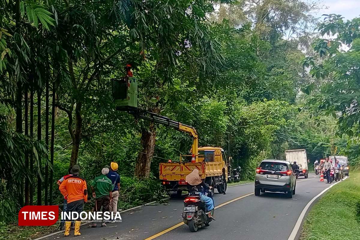 Tingkatkan Keselamatan Pengendara, Dishub Pangandaran Pangkas Ranting Pohon di Jalur Nasional