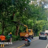 Tingkatkan Keselamatan Pengendara, Dishub Pangandaran Pangkas Ranting Pohon di Jalur Nasional