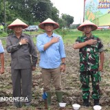 750 Hektare Jagung Ditanam, Sekda Majalengka Tegaskan Komitmen Pangan