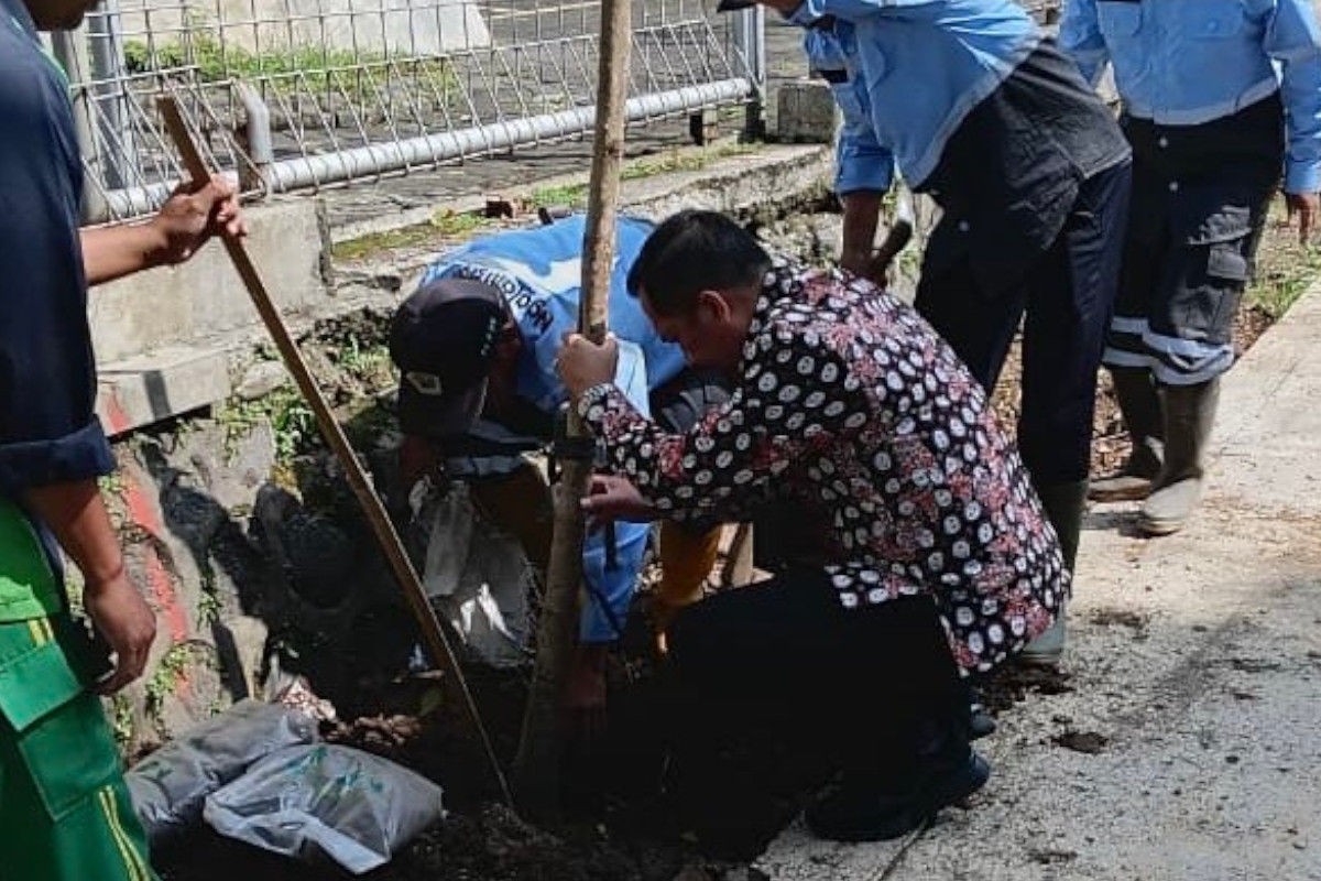 DLH Kota Malang Mulai Tanam Tabebuya Tahap Awal di Suhat