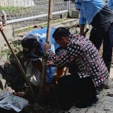 DLH Kota Malang Mulai Tanam Tabebuya Tahap Awal di Suhat