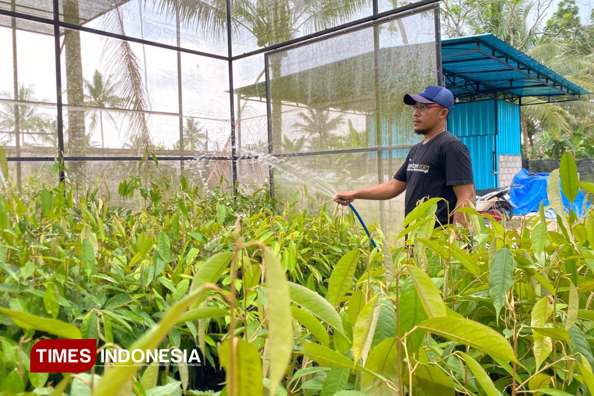 Sambung Pucuk, Teknik Ideal Lahirkan Bibit Durian Merah Banyuwangi Berkualitas