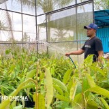 Sambung Pucuk, Teknik Ideal Lahirkan Bibit Durian Merah Banyuwangi Berkualitas