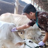 Jogja Siaga PMK: Meski Nol Kasus, Pemkot Yogyakarta Tetap Gas Vaksinasi Ternak