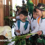 Anak TK Belajar Ternak dan Tanam di Polbangtan Malang
