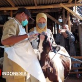 Dapat Tambahan 2000 Dosis, Kota Probolinggo Perkuat Cadangan Vaksin PMK