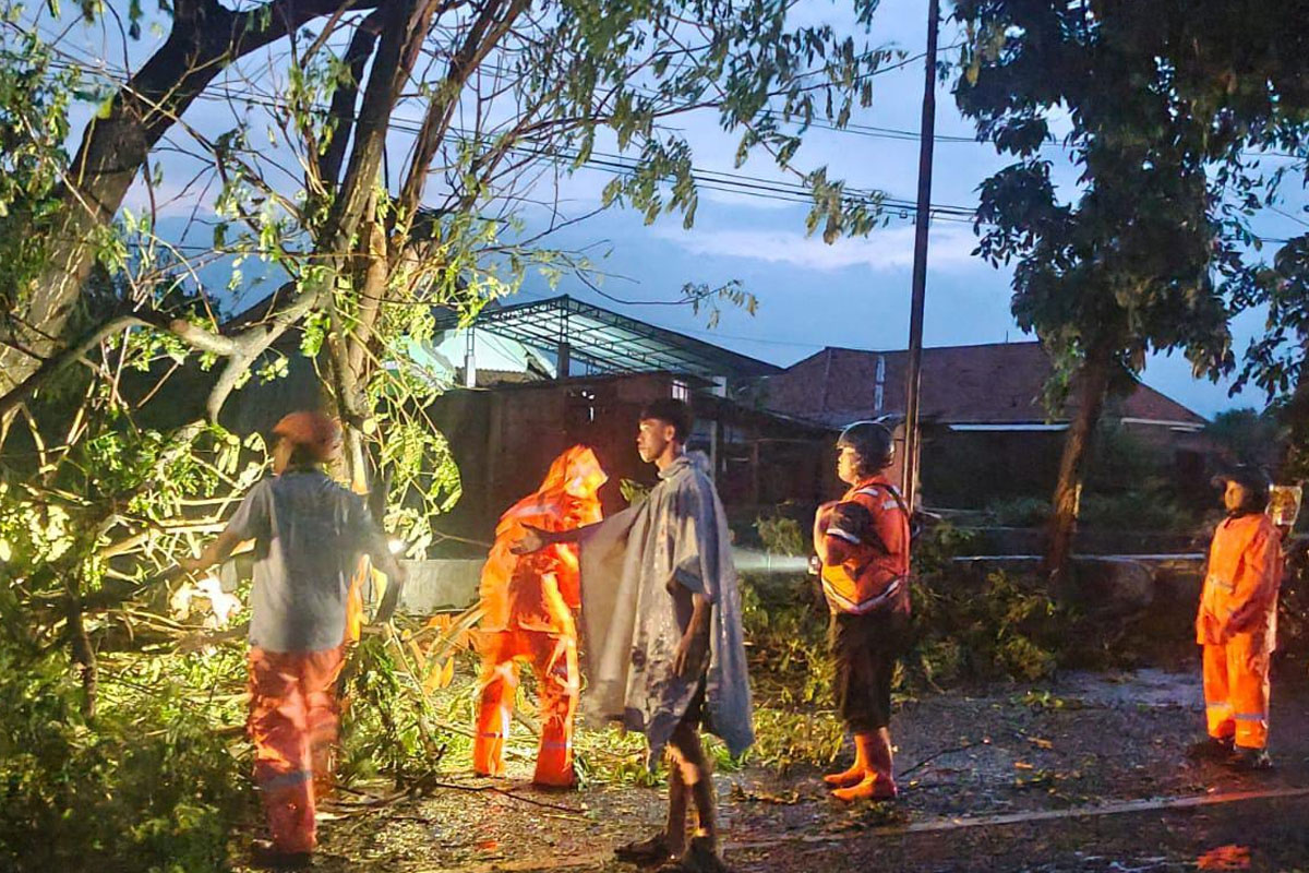 Hujan dan Angin Kencang Melanda Probolinggo, 16 Titik Pohon Tumbang