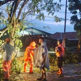 Hujan dan Angin Kencang Melanda Probolinggo, 16 Titik Pohon Tumbang