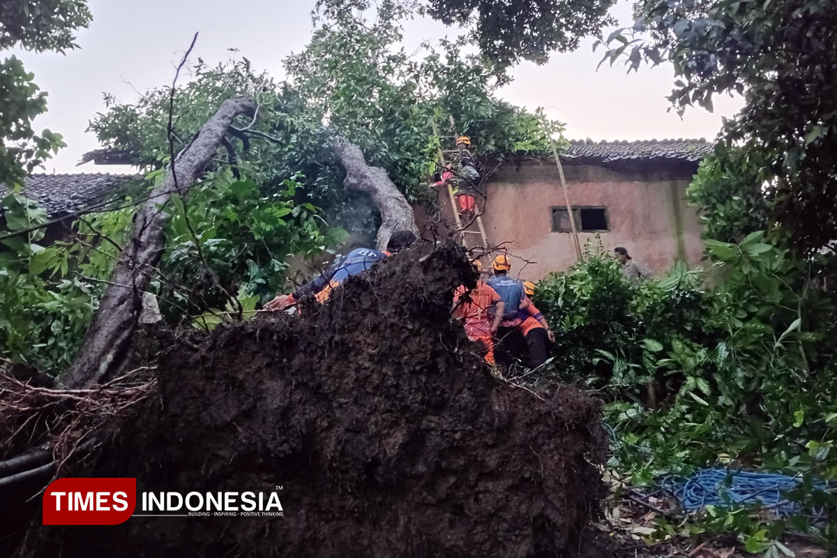 Cuaca Ekstrem Terjang Bondowoso Selatan, Pohon Tumbang dan Rumah Warga Rusak