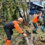 Cuaca Ekstrem Kabupaten Malang, Pohon Asem Raksasa Tumbang dan Hantam Rumah Warga di Sumberpasir