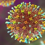 Belum Ada Kasus di RI, Kemenkes Tetap Tingkatkan Kewaspadaan Virus Nipah