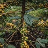Kopi Langka dari Lereng Gunung Raung, Banyuwangi Kembangkan Arabika Yellow Caturra dan Yellow Bourbon